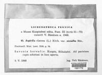 Aspicilia cinerea image